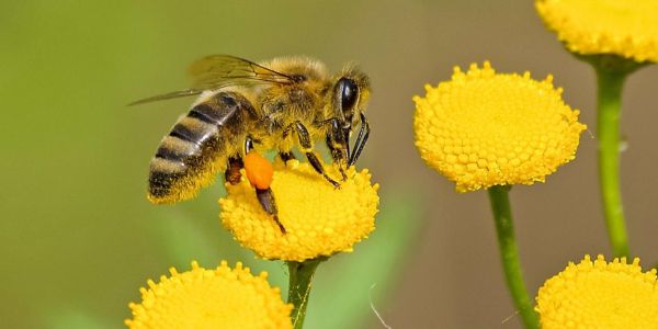 Τι χάνουμε αν χαθούν οι μέλισσες; - Ειδήσεις Pancreta