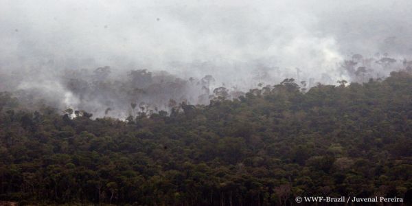 WWF: Οι φωτιές στον Αμαζόνιο πρέπει να μας αφορούν όλους - Ειδήσεις Pancreta