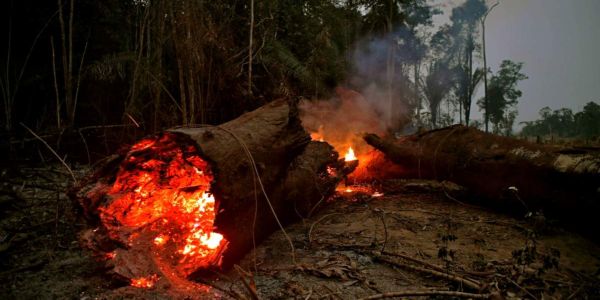 Βοειδή και σόγια οι «εμπρηστές» του Αμαζονίου - Ειδήσεις Pancreta
