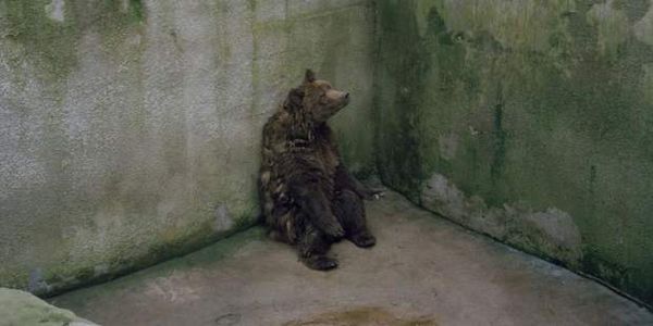 Ιστορίες για αρκούδες: Πόσο άγρια φερόμαστε στα άγρια ζώα; - Ειδήσεις Pancreta