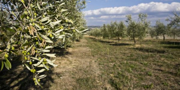 Η άνοδος της μέσης θερμοκρασίας απειλεί τις ελαιοκαλλιέργειες στην Ελλάδα - Ειδήσεις Pancreta