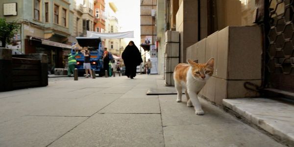 Μια ταινία για τις γάτες της Πόλης (video, photos) - Ειδήσεις Pancreta