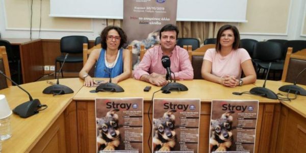 «Stray Action»: Δράσεις για τα αδέσποτα στο Ηράκλειο - Ειδήσεις Pancreta