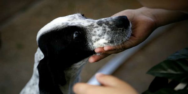 Ενημερωτικές επισκέψεις σε σχολεία με την συμμετοχή θεραπευτικών σκύλων - Ειδήσεις Pancreta