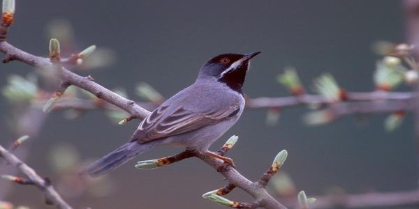 ΜΦΙΚ: Σάββατο 20 Μαΐου 2017 «Τα μικρά πουλιά των θάμνων, τα φτερωτά ποντικάκια» - Ειδήσεις Pancreta