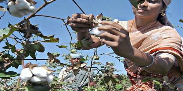Οι ινδοί γεωργοί κατάφεραν πλήγμα στην Monsanto! - Ειδήσεις Pancreta