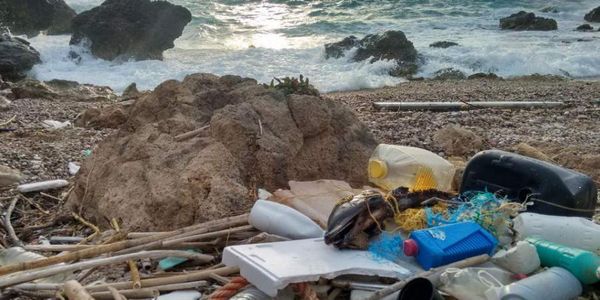 Νεκρά δελφίνια στο Αιγαίο με πλαστικό στο στομάχι - Ειδήσεις Pancreta