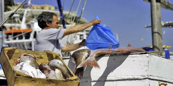 Η Μεσόγειος στερεύει από ψάρια - Ειδήσεις Pancreta
