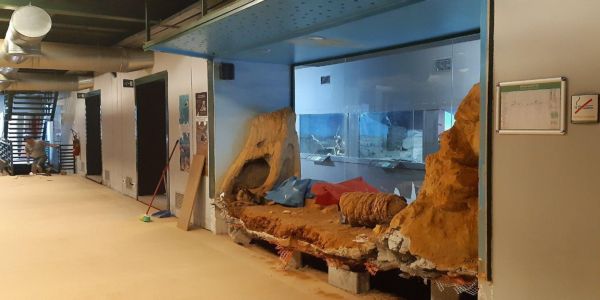 Το Μουσείο Φυσικής Ιστορίας Κρήτης ….συστήνεται ξανά! - Ειδήσεις Pancreta