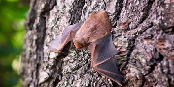 Ανακαλύφθηκαν δύο νέα είδη νυχτερίδων - Ειδήσεις Pancreta