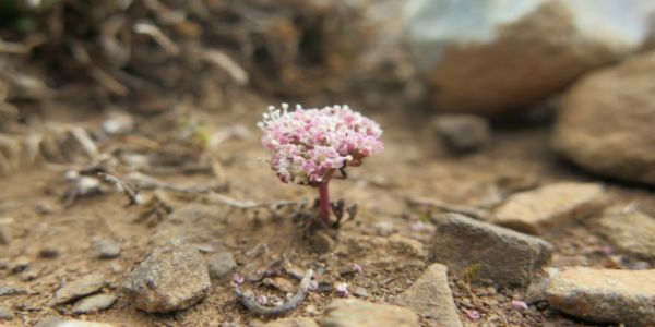Κρήτη: Άραβας πρίγκηπας χρηματοδοτεί το ΜΑΙΧ για τη διάσωση σπάνιου φυτού - Ειδήσεις Pancreta