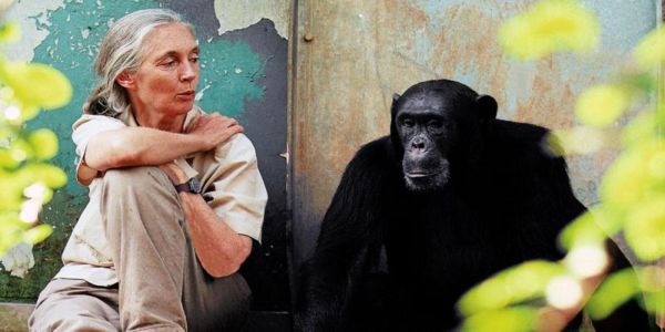Η κορυφαία ανθρωπολόγος Jane Goodall έρχεται στην Ελλάδα για τρεις διαλέξεις - Ειδήσεις Pancreta
