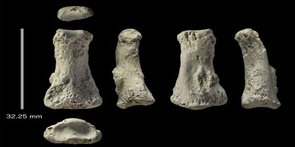 Απολίθωμα Homo sapiens 85.000 ετών στη Σαουδική Αραβία - Ειδήσεις Pancreta