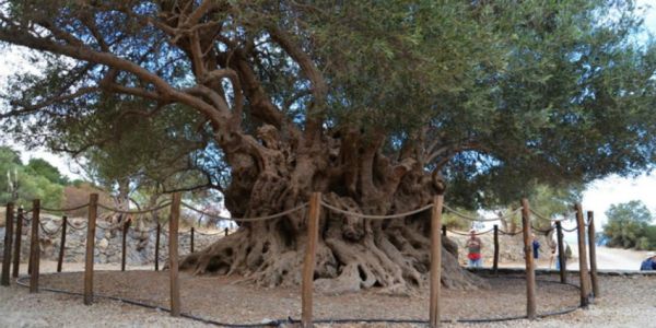 Διατηρητέο Μνημείο της Φύσης η «Αρχαία Ελιά Καβουσίου» - Ειδήσεις Pancreta