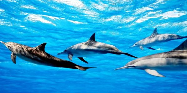 Η γλώσσα των δελφινιών και πως συνδέεται με την αναζήτηση εξωγήινης ζωής - Ειδήσεις Pancreta