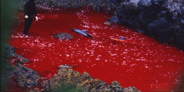 Ταϊτζί: Η σφαγή των δελφινιών στην Ιαπωνία - Ειδήσεις Pancreta
