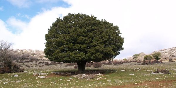 Μουσείο Φυσικής Ιστορίας Κρήτης:Σάββατο 5 Νοεμβρίου 2016: «Τα ιθαγενή δένδρα της Κρήτης» - Ειδήσεις Pancreta