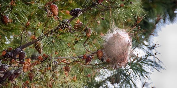 Ενημέρωση από το Τμήμα Μελετών και Συντήρησης Πρασίνου του Δήμου Ηρακλείου για την κάμπια των πεύκων - Ειδήσεις Pancreta