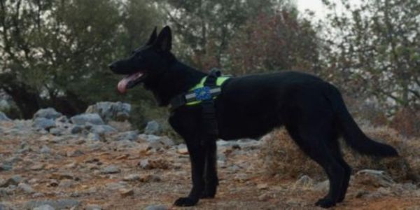 Κρήτη: Ειδική ομάδα σκύλων εντοπίζει δηλητηριασμένα δολώματα - Ειδήσεις Pancreta