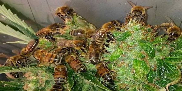 Εκπαιδεύει τις μέλισσες για να φτιάχνουν μέλι από κάνναβη (ΒΙΝΤΕΟ) - Ειδήσεις Pancreta