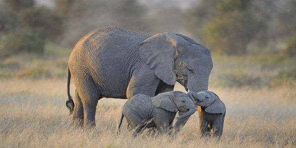 Τι έδειξε η μελέτη για το DNA των αρχαίων και σύγχρονων ελεφάντων - Ειδήσεις Pancreta