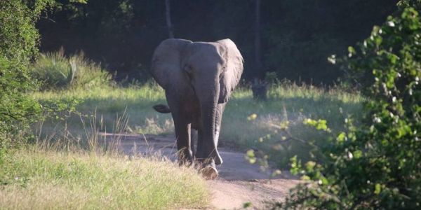 Ελέφαντες χωρίς χαυλιόδοντες: Τα ζώα αλλάζουν το DNA τους για να σωθούν από τον άνθρωπο - Ειδήσεις Pancreta