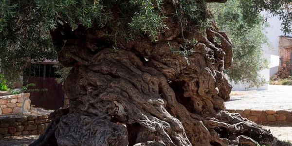 Ανάδειξη της αρχαίας ελιάς των Βουβών στα Χανιά - Ειδήσεις Pancreta