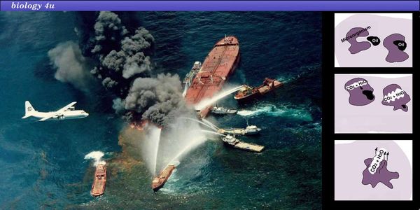 15η Ιουνίου του 1990, επιχειρήθηκε, για πρώτη φορά στην ανοικτή θάλασσα, η εξάλειψη πετρελαιοκηλίδας - Ειδήσεις Pancreta