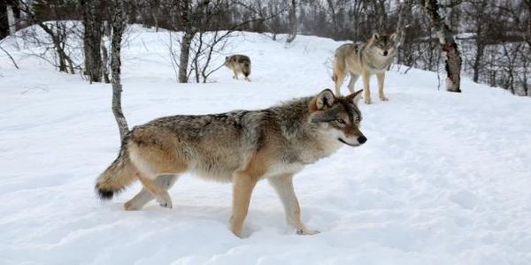 Οι Νορβηγοί επιθυμούν τη θήρευση των 2/3 του πληθυσμού των λύκων - Ειδήσεις Pancreta