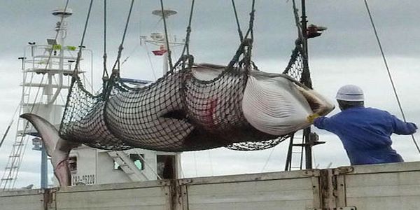 Η Ιαπωνία σκότωσε 200 έγκυες φάλαινες (σκληρές εικόνες) - Ειδήσεις Pancreta
