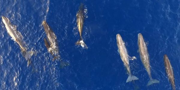 Ιόνιο Πέλαγος: Φάλαινες ταΐζουν τα μικρά τους (video) - Ειδήσεις Pancreta