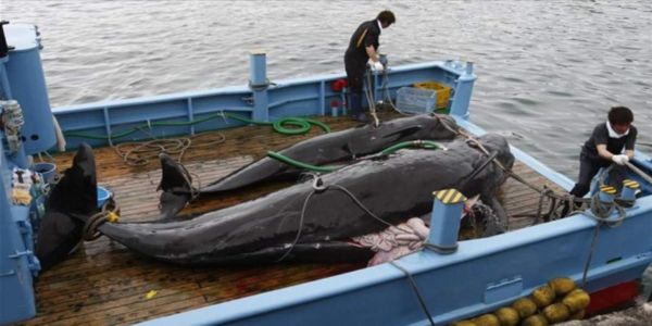 Ξαναρχίζει την φαλαινοθηρία η Ιαπωνία - Ειδήσεις Pancreta