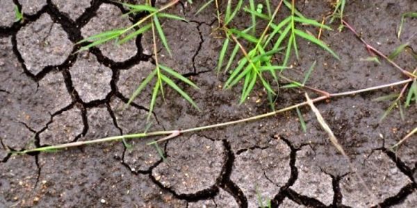 Κλίμα: «καλοκαίρι» από τον Φεβρουάριο στην Ελλάδα – Επιπτώσεις σε νερό και αγροτική παραγωγή - Ειδήσεις Pancreta