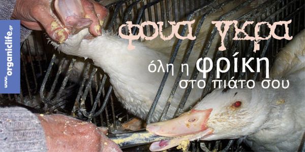 Foie gras. Ολη η φρίκη και ο πόνος των ζώων πίσω από το φουα γκρα | Pancreta Ειδήσεις