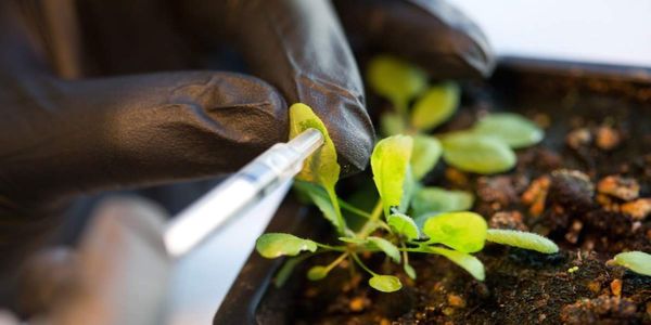Φυτά «υπερσυσσωρευτές» ενάντια στην κλιματική αλλαγή - Ειδήσεις Pancreta
