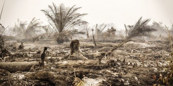 Η Γη βιάζεται στην Ινδονησία μακρυά από τις κάμερες - Ειδήσεις Pancreta