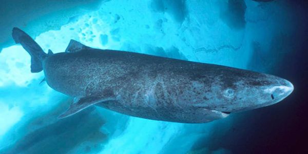 Μαθουσάλες... οι καρχαρίες της Γροιλανδίας - Ειδήσεις Pancreta