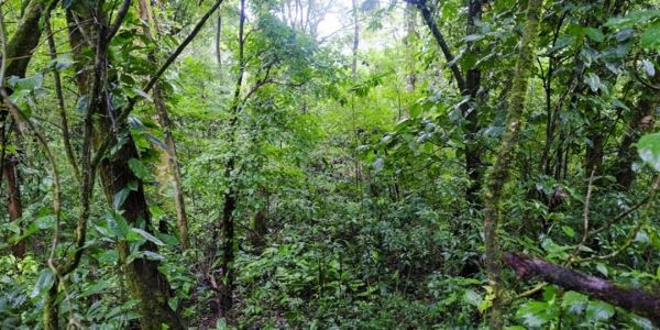 Η Κόστα Ρίκα το παγκόσμιο παράδειγμα για την οικολογία - Ειδήσεις Pancreta