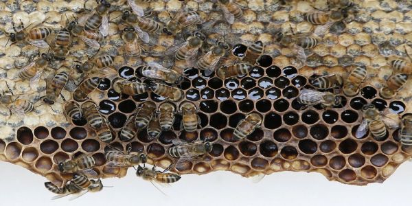 «Σώστε τις μέλισσες!» - Ειδήσεις Pancreta