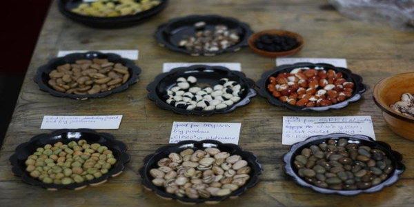 «Διατηρώντας σπόρους από τοπικές ποικιλίες:  Η αξία της Αγροτικής Βιοποικιλότητας» - Ειδήσεις Pancreta