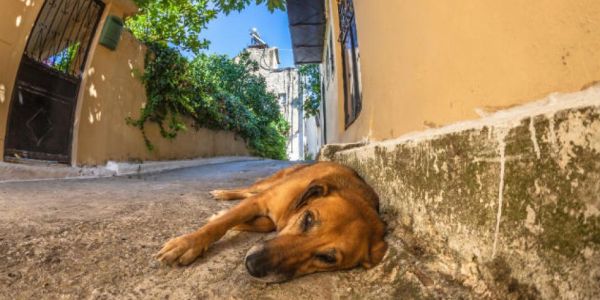 Κτηνωδία στο Ηράκλειο: οδηγός πατάει σκόπιμα σκυλάκι [Βίντεο] - Ειδήσεις Pancreta