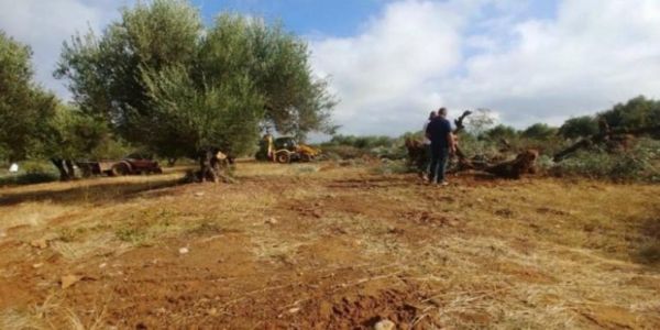 «Ξηλώνουν» ελιές στο Καστέλλι - Αντιδρούν οι κάτοικοι - Ειδήσεις Pancreta