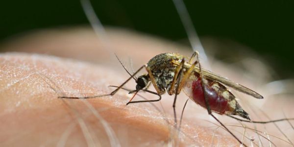 Αρχίζουν οι ψεκασμοί για τα κουνούπια - Ειδήσεις Pancreta