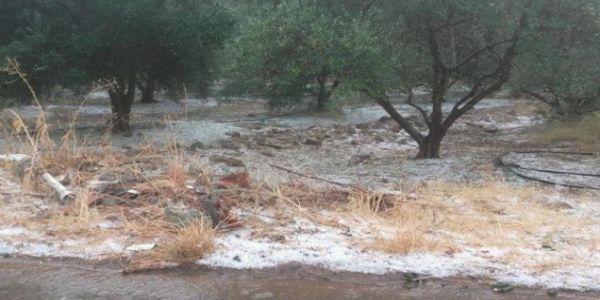 Ηράκλειο: Καταστροφές σε ελιές από χαλάζι και... ανομβρία - Ειδήσεις Pancreta