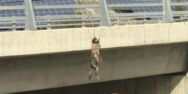 Νέα απίστευτη κτηνωδία στην Κρήτη: Κρέμασαν σκύλο σε γέφυρα (Σκληρές φωτογραφίες) - Ειδήσεις Pancreta