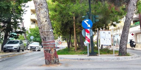 «Έγκλημα» η απομάκρυνση 130 δέντρων στο Ηράκλειο - Ειδήσεις Pancreta
