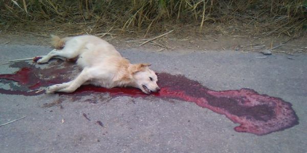 Χτύπησε με το αυτοκίνητο και σκότωσε σκόπιμα τον αδέσποτο σκύλο στους Αστρακούς Ηρακλείου Κρήτης - Ειδήσεις Pancreta