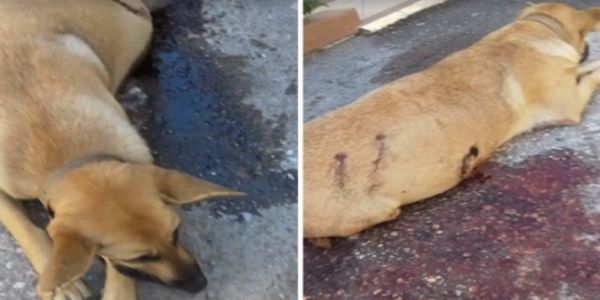 Επικήρυξαν τον δράστη που πυροβόλησε έγκυο σκυλίτσα στα Χανιά - Ειδήσεις Pancreta