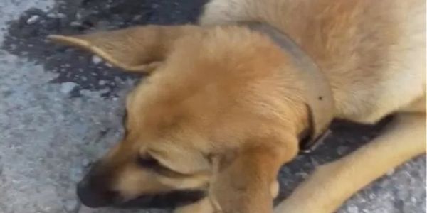 Χανιά: Πυροβόλησαν και σκότωσαν έγκυο σκυλίτσα - Ειδήσεις Pancreta