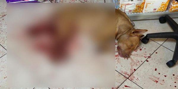 Χανιά: Εμφανίστηκε ο δράστης της κακοποίησης σκύλου, βαρύ το πρόστιμο - Ειδήσεις Pancreta